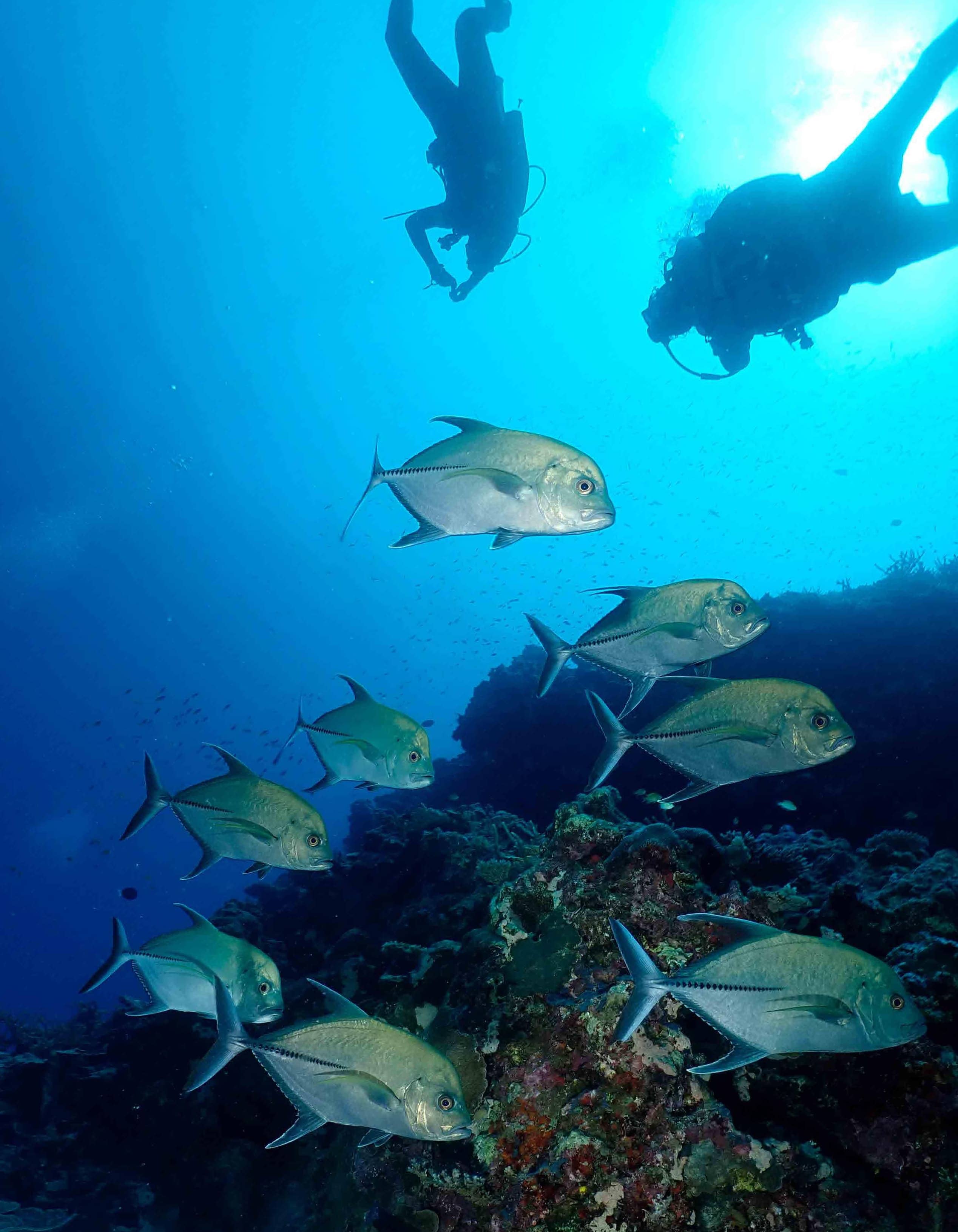 Dive Into The Deep End